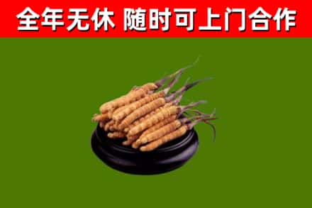 孝感烟酒回收冬虫夏草.jpg